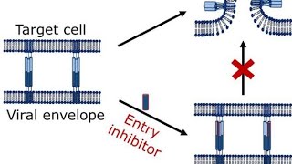 Virus Fusion Inhibitors  Virus Entry inhibitor Drugs or Agents [upl. by Cheyne]