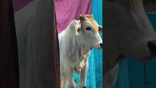 Ek roti mangti hai 😊😊short love sad animals shortvideo [upl. by Eadie]