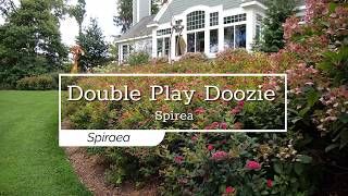 30 Seconds with Double Play Doozie® Spirea [upl. by Nivre581]