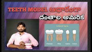 teeth model types of teeth teeth model in telugu [upl. by Nyladnohr]