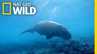 The Dugong the Oceans Vacuum Cleaner  Wild Egypt [upl. by Skier]