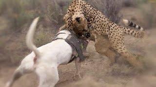 21 Momentos de los Perros Más Fuertes Luchando contra Leopardos  Perro vs Leopardo [upl. by Aleil279]