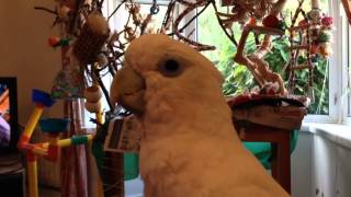 Io the Ducorps Cockatoo singing to Swan Lake [upl. by Nirda]