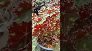 Begonia plants nature youtubeshort trendingvideo viral 1mviews [upl. by Nalepka]