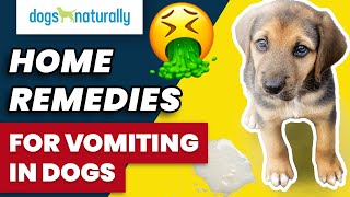 Home Remedies For Vomiting In Dogs [upl. by Ihtraa]