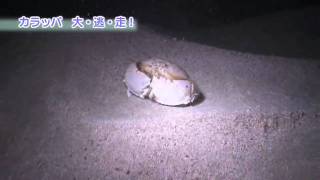 大浦湾100番勝負！その20カラッパらっぱの大・逃・走！Box crab [upl. by Grim]