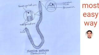 How to draw earthworm  Pheretima posthuma  practical zoology [upl. by Kcirb]