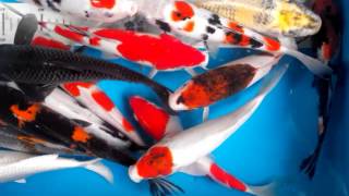 Koi Paket Mix 15 ekor Grade A 2730cm [upl. by Christian]