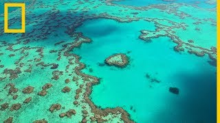 Descubre el esplendor de la Gran Barrera de Coral australiana  National Geographic en Español [upl. by Bronnie]