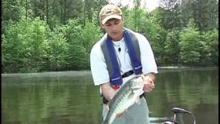 Handling and Releasing Largemouth Bass [upl. by Sirmons]