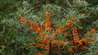 ⟹ SEABERRY  Hippophae Rhamnoides  A LOOK AT THE SEA BUCKTHORN [upl. by Eimmelc]