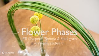 HUE PICTURES Flower Phases 8 クラスペディア・グロボーサとスチールグラス1 [upl. by Assirt743]