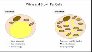 Transcriptional Control of Adipose Tissue Phenotype [upl. by Solegnave]