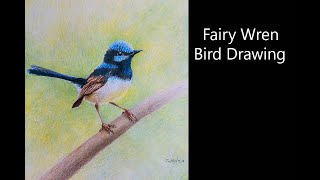 How to Draw a Fairy Wren Bird Drawing Bird drawing [upl. by Anan533]