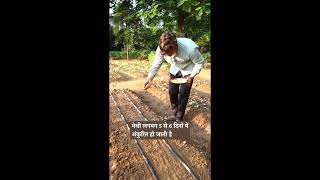 RAISED BED SYSTEM SOIL PREPARATION SOWING WATERING AND HARVESTING raisedbedgarden organic TRY [upl. by Mandy]