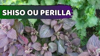 SHISO OU PERILLA CONHEÇA UM POUCO ESTA PLANTA [upl. by Yanrahc]