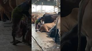 Huge Bulls Are Being Made to Stand Before Being Served Lunch  Sadeeqagro 2024 [upl. by Peoples682]