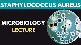 Staphylococcus Aureus Clinical Pathogenesis Investigations Treatment Prevention  Dr MubasharAta [upl. by Kalinda]