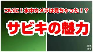 新潟東港 水中映像と釣り ついに水中カメラは見ちゃったI サビキの魅力 [upl. by Potts]