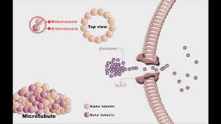 Anthelminthic drugs animation Mebendazole and Albendazole [upl. by Acila]