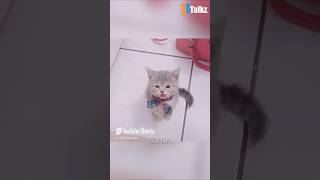 Animal Fundub Part 123 🤣🤣  Malayalam Fundub  ©Ji Talkz  Jijith Elamadu malayalamfundub shorts [upl. by Matthaus616]