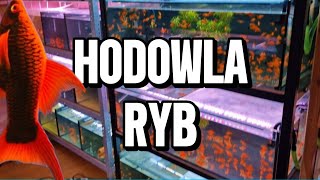 Hodowla Ryb Krzysztofa Bednarowicza [upl. by Lubba]