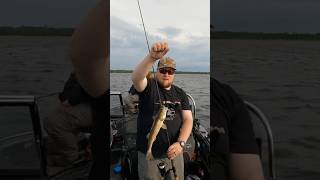 Sauger fishing walleye sauger fishingchallenge challenges challenge challengevideo fish [upl. by Turoff240]