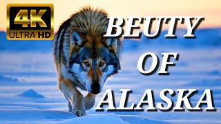 Wild Beauty of Alaska 4KSolo Winter Bushcraft Camping in Alaska  A Relaxing Journey Through Nature [upl. by Ahsir]