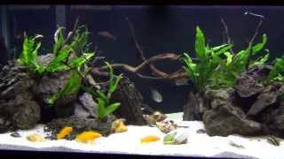 Tanganyika Cichlids in the 75 Gallon [upl. by Hinze]