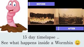 Earthworm time lapse 15 days in Worm bin  Vermicomposting  Red Wigglers  Vermiculture [upl. by Dolloff349]