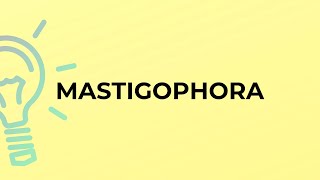 What is the meaning of the word MASTIGOPHORA [upl. by Amarette277]