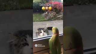 Parrot and cat its funny video cuteanimals perrot birds trending shorts viralvideo sorts [upl. by Aridan561]