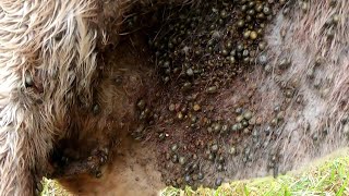 Encontramos INFESTAÇÃO carrapato [upl. by Seuqcaj]