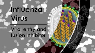 Influenza Virus  Viral entry and fusion inhibitor [upl. by Langley]