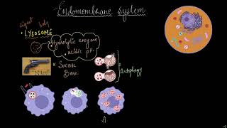 Lysosomes and vacuoles  Cell the unit of life  Biology  Khan Academy [upl. by Klara]