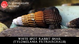 Tylomelania patriarchalis THE WHITE SPOT RABBIT SNAIL Leopard Aquatic W025A [upl. by Imyaj]