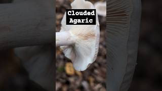 Clouded Agaric mushroom fungi mycology nature forest shorts fyp [upl. by Arrimat]