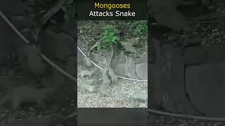 Mongooses Attacks Snake [upl. by Assehc692]