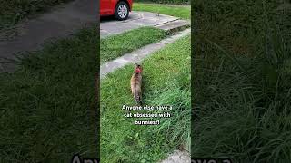 Bunny hunter extraordinaire cat bunny hunting rescue feline [upl. by Akcirred]