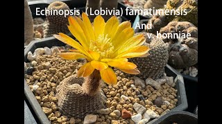 Echinopsis（Lobivia famatimensis 仙人掌 黑斜子介紹 [upl. by Analaf]