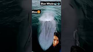 whalewatching ocean whale dolphin whaleconservation oceanlife whalefish nature shortfeed 😇👌 [upl. by Eisiam521]