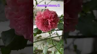 Roserium Uetersen Kordes Climber Rose garden flowers gulab relaxing relaxation [upl. by Liuqa]