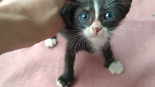 Rescue Kitten Is Happy After Bottle Feeding Now She Wants To Take Rest [upl. by Lebiralc571]