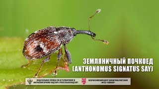 Земляничный почкоед Anthonomus signatus Say [upl. by Inman]