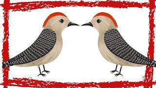 10 Minutes Red Bellied Woodpecker CallSounds [upl. by Nnaed]