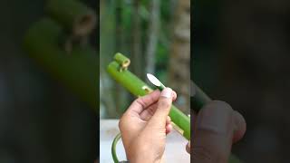 Bamboo Creations Bamboo stick Slingshots diy bamboo slingshot bambooart 🤯 [upl. by Llennor177]