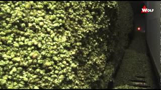 WOLF Hop Harvesting with WHE 500 Hoptronic Kiln amp Conditioning [upl. by Yrrag]