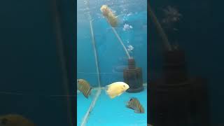 cichlid severumfish aquariumfish trending water shortsvideo shorts [upl. by Lessard]