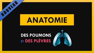 Anatomie Des Poumons Et Des Plèvres [upl. by Herrod]