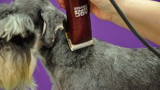 Grooming Guide  Clipped Miniature Schnauzer Pet Trim  Pro Groomer [upl. by Cirdor699]